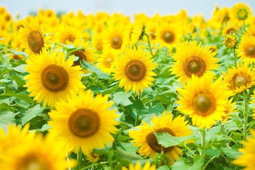 長居植物園ってどんなところ?必見の植物や見どころを季節別に紹介!