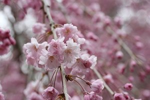 宇治植物公園ってどんなところ？必見の植物や見どころを季節別に紹介！