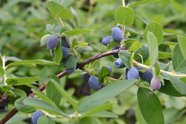 ハスカップの育て方・栽培方法!水やりのコツや肥料の与え方など!