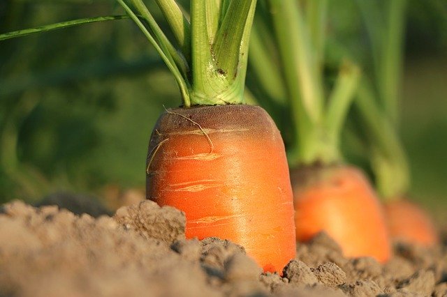 3月に種まきできる野菜6選!絶対育てるべき春植え野菜は?