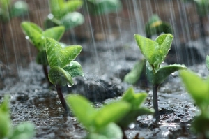 6月に植える・植えられる野菜7選！梅雨に植え付けできる野菜は？