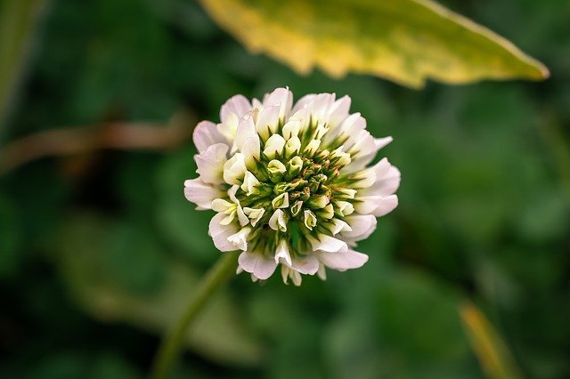 クローバーってどんな花が咲く?花の色などの特徴や花言葉をご紹介!