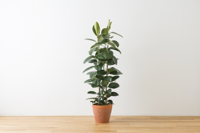 ゴムの木にはどんな種類がある?育てやすい人気の品種5種をご紹介!