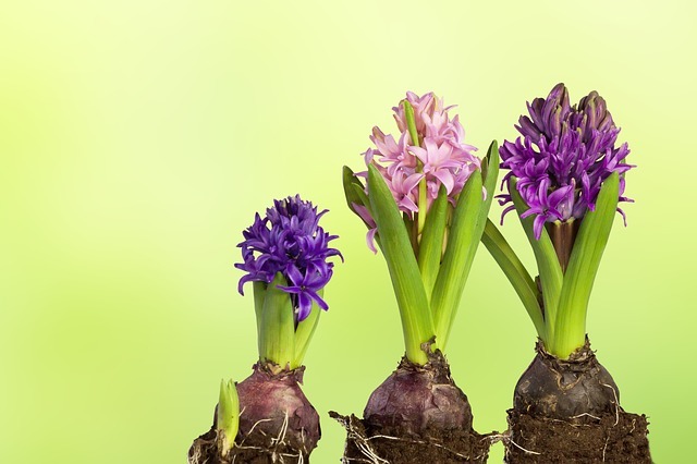 ハイドロカルチャーとは?植物を枯らさず育てるためのポイントを解説!のイメージ