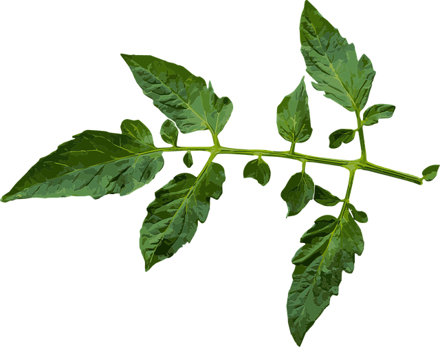 コナジラミとは?どんな種類がいる?被害の症状は?効果的な駆除方法は?