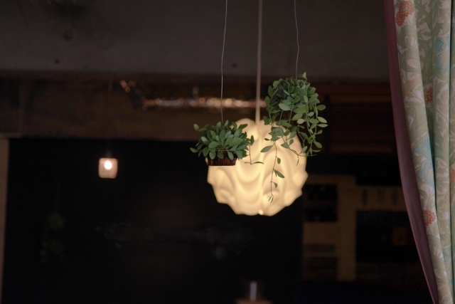 カンガルーポケットとは？どんな植物？名前の由来などの特徴をご紹介！