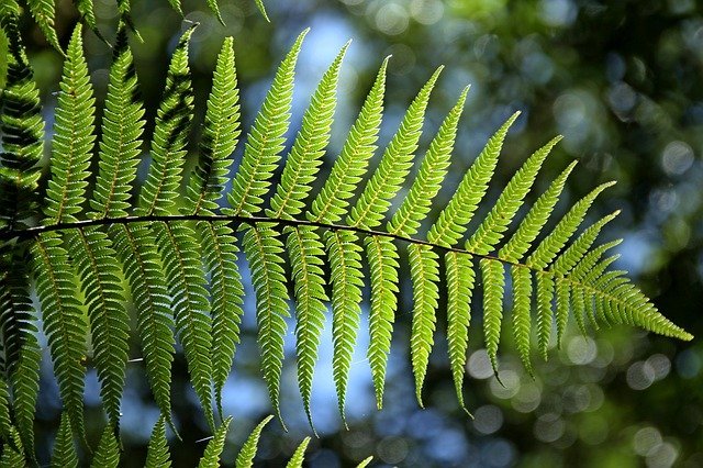ヘゴとは?ヘゴの木のこと?観葉植物としての特徴や種類をご紹介!のイメージ