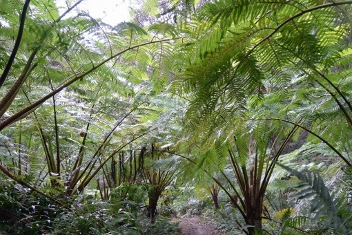 ヘゴの育て方!気になるヘゴ棒(支柱)の立て方など管理のコツを解説!