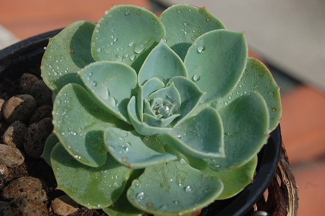エケベリアの種類図鑑!100種以上ある多肉植物の代表品種をご紹介!