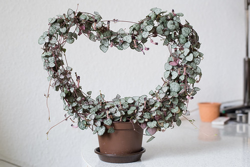 ハートカズラとは?その種類や特徴と増やし方などの育て方をご紹介!