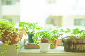 ピレアとは?観葉植物としての種類・特徴や増やし方などの育て方を紹介!