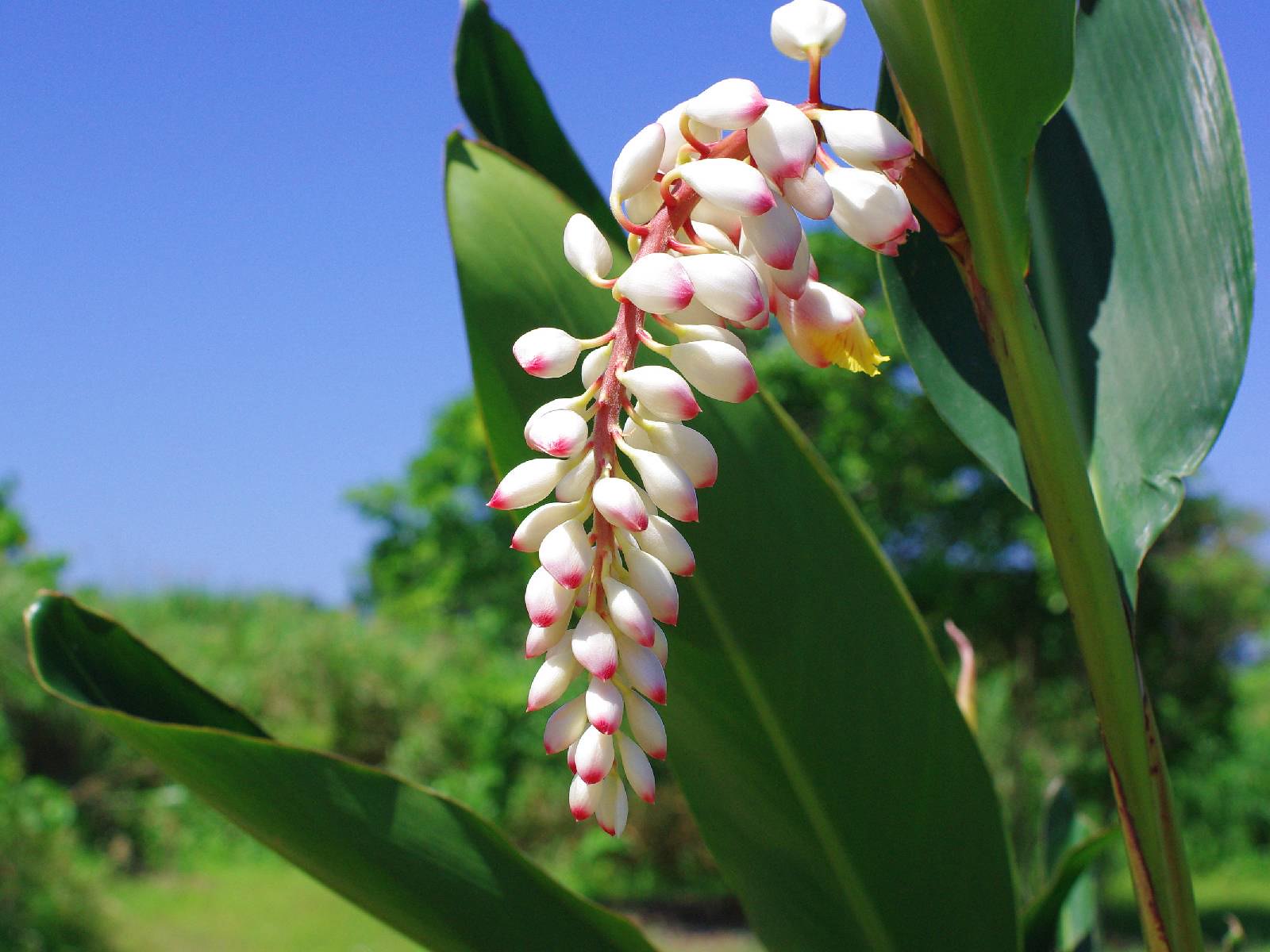月桃(ゲットウ)とは?花言葉・園芸品種や植物の特徴を詳しく解説!のイメージ