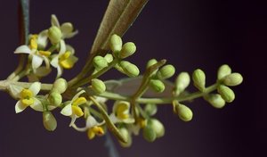 オリーブってどんな花が咲く？開花時期や花言葉などの特徴をご紹介！