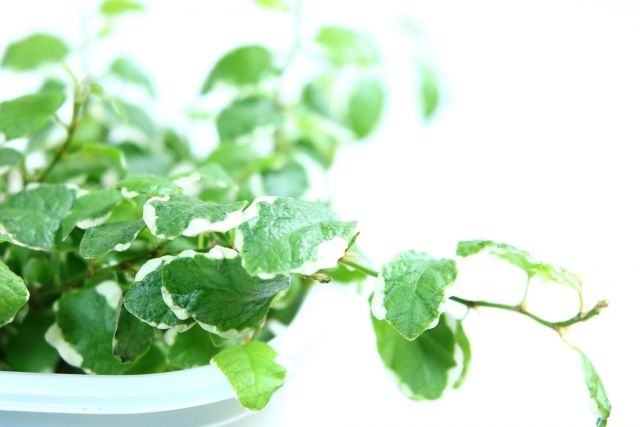 フィカス・プミラとは?観葉植物としての種類や特徴・花言葉をご紹介!のイメージ