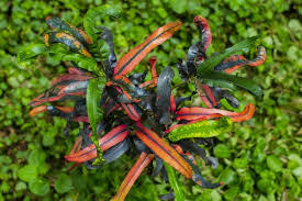 クロトンとは?観葉植物としての特徴や種類・花言葉などをご紹介!