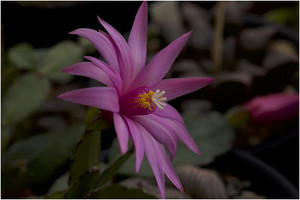 ホシクジャク（星孔雀）ってどんな植物？葉や花の特徴や花言葉を紹介！