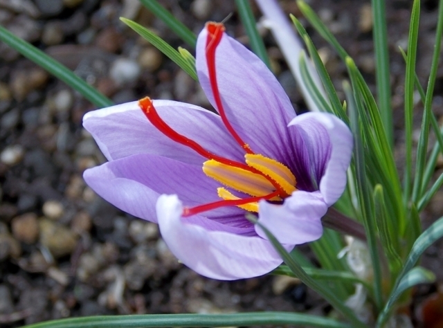 サフランの育て方!球根の植え付けから収穫までの管理のコツを解説!のイメージ