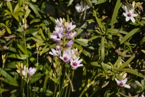 イキシアの育て方！植え付けのコツなど栽培で失敗しないためのコツは？