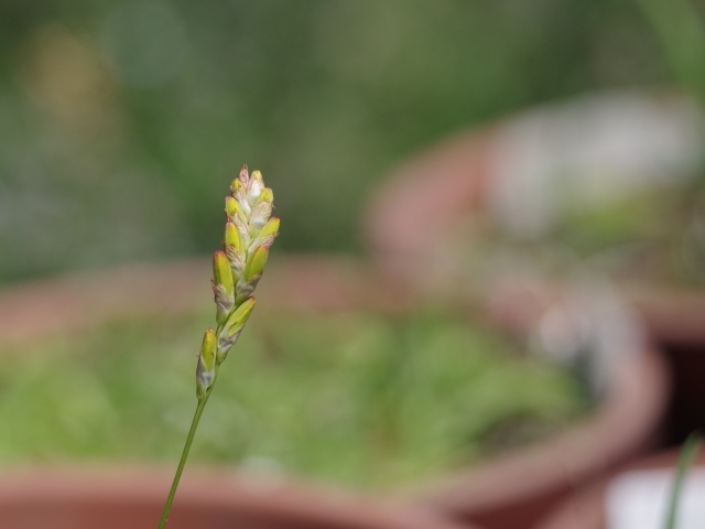 イキシアとは？どんな花が咲く？品種・種類や花言葉など特徴を紹介！のイメージ
