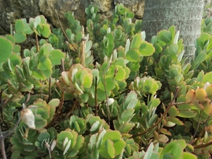 胡蝶の舞ってどんな多肉植物？その特徴や増やし方などの育て方を紹介！