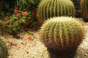 サボテンの植え替え方法！適切な時期や用土づくりのポイントをご紹介！