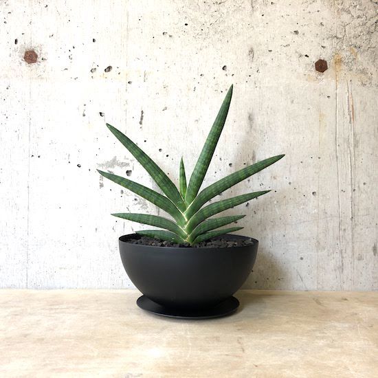サンスベリアの上手な植え替え方法!タイミングはいつ?株分けの仕方は?のイメージ