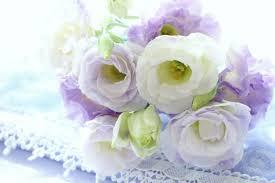 トルコキキョウとは?どんな種類がある?各種の特徴や花言葉を紹介!のイメージ