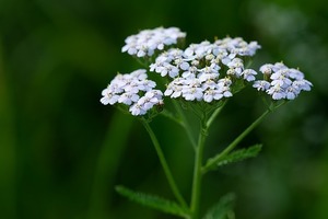 アキレアとは？特徴や育て方をご紹介！植え付けから開花までのコツは？