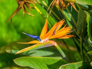 ストレリチア（極楽鳥花）とは？花言葉などの特徴や種類をご紹介！