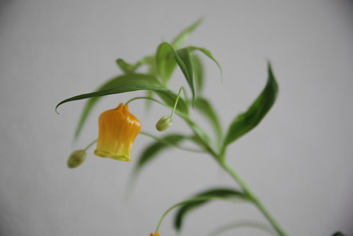 サンダーソニアとは?提灯のような見た目の花の特徴や花言葉をご紹介!のイメージ