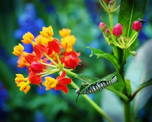 アスクレピアス（トウワタ）とは？色鮮やかな花の特徴や育て方を紹介！