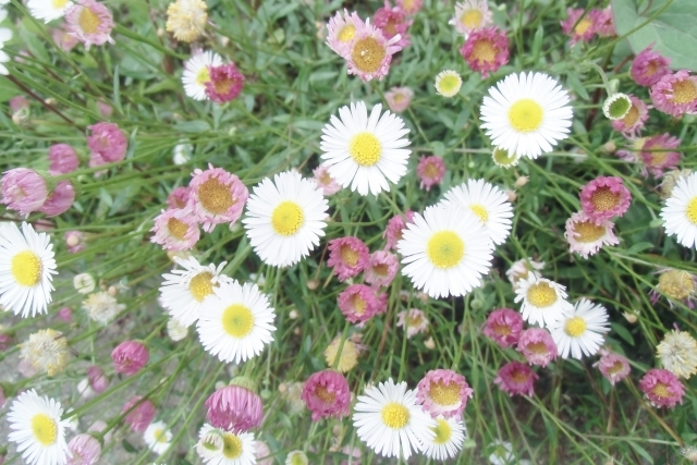 エリゲロンとは?どんな種類がある?花言葉や開花時期などの特徴も紹介!のイメージ