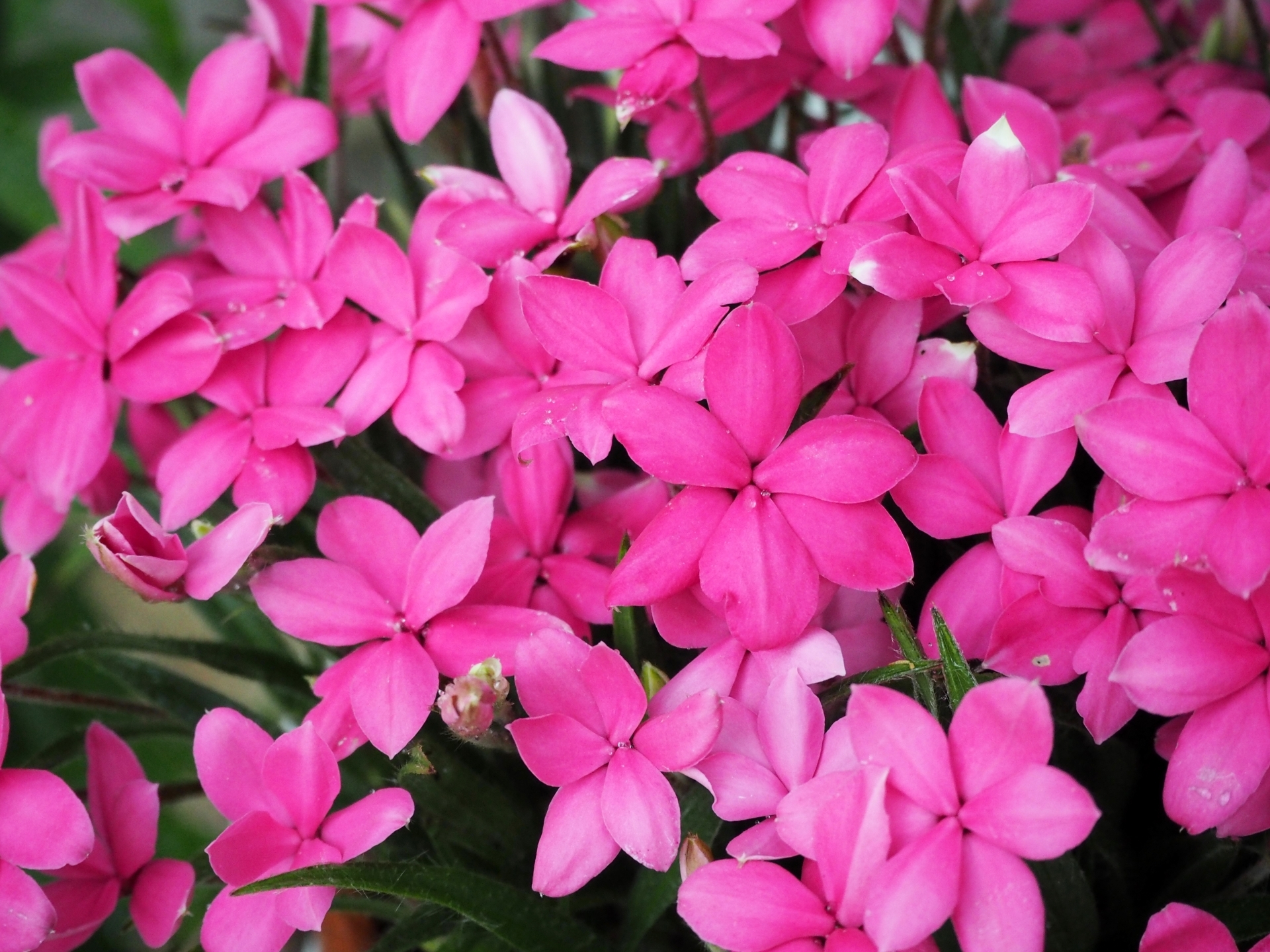 アッツザクラとは?その種類や花言葉などの特徴を紹介!桜の一種なの?のイメージ