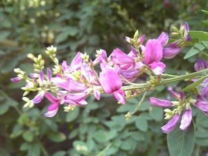 萩（ハギ）の花言葉とは？萩の花の特徴や開花時期も併せてご紹介！