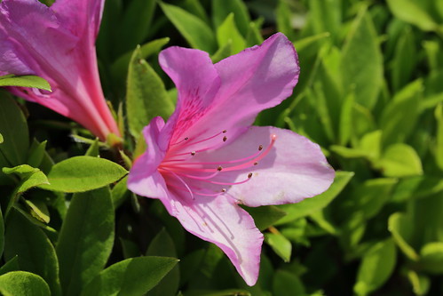 ツツジ（躑躅）の花言葉は？ピンクや白など色別や種類別の花言葉はある？のイメージ