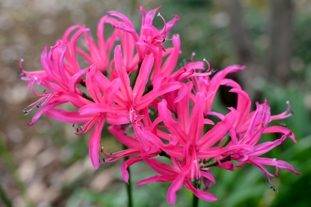 ネリネ（ダイヤモンドリリー）とは？彼岸花によく似た花の特徴を紹介！のイメージ