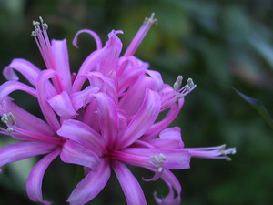 ネリネの育て方！球根の植え方から開花までの管理のポイントを解説！