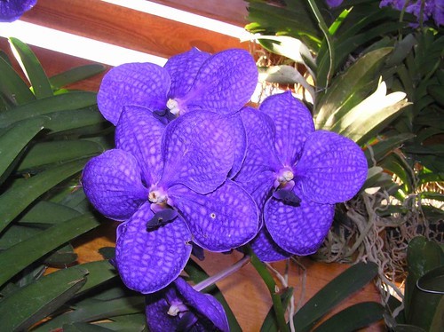 バンダ(洋ラン)とは?花言葉や特徴をご紹介!入手するための方法は?