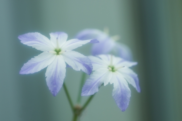 リューココリーネとは?開花時期や花言葉などの特徴や育て方を紹介!