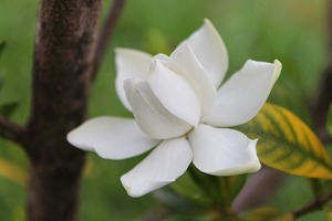 くちなしの花って存在する？開花の季節や色・香りなど花の特徴を紹介！