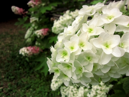 カシワバアジサイの育て方!鉢植えでの管理や剪定方法などをご紹介!のイメージ