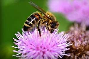 アザミ（薊）の花言葉は？色別に意味は違う？開花時期などの特徴も解説！