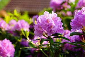 シャクナゲ（石楠花）の花言葉とは？種類や花の特徴も詳しくご紹介！