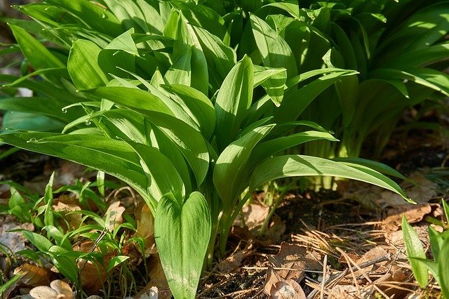 にんにくから芽が出てきた!これは食べられる?取り方とレシピを紹介!