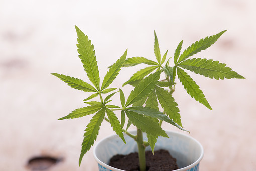 大麻ってどんな植物?葉っぱや花の特徴を解説!ケシとの見分け方は?のイメージ