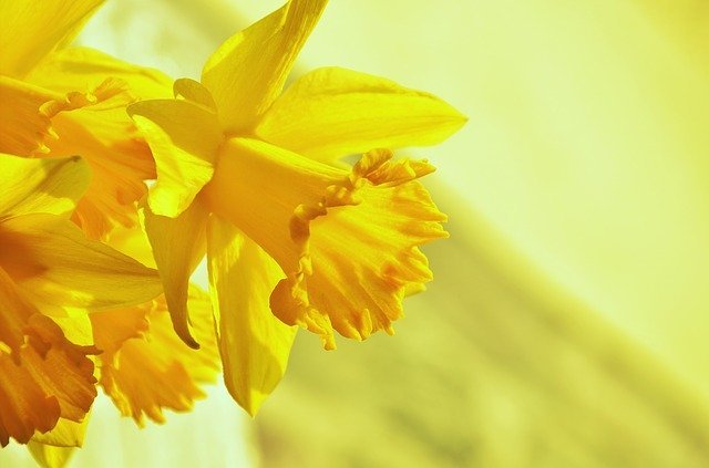 ラッパスイセンとは?開花時期や香りなど花の特徴や花言葉をご紹介!
