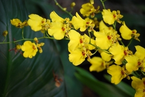 オンシジウムとは？黄色い花の開花時期や花言葉などの特徴をご紹介！