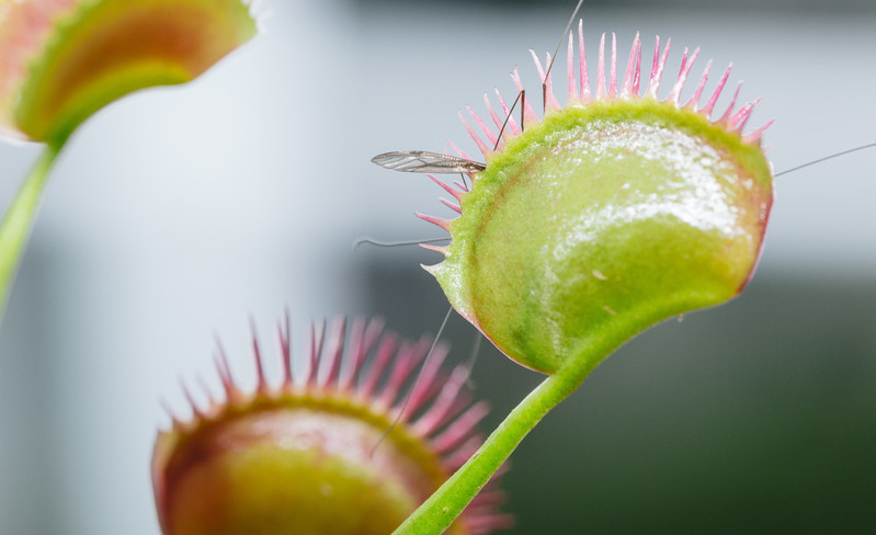 食虫植物を販売しているお店は?通販など便利に気軽に探せるお店を紹介!