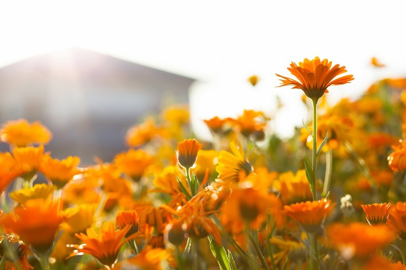 オレンジ色の花図鑑(20種類)季節別にオレンジに咲く植物をご紹介!