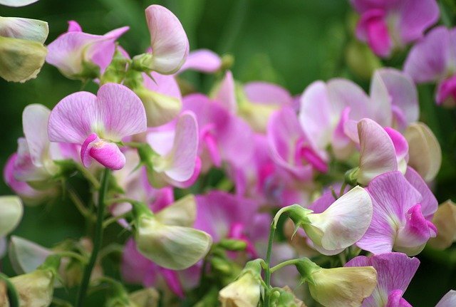 スイートピーとは?赤やピンクなど色別・品種別の花言葉や特徴を紹介!のイメージ